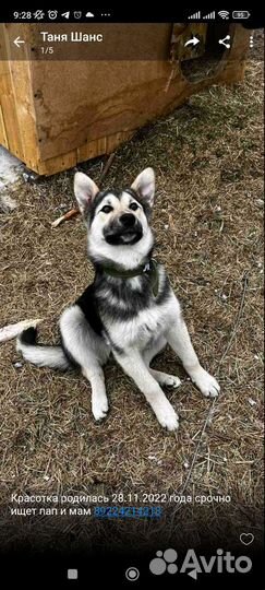 В добрые руки