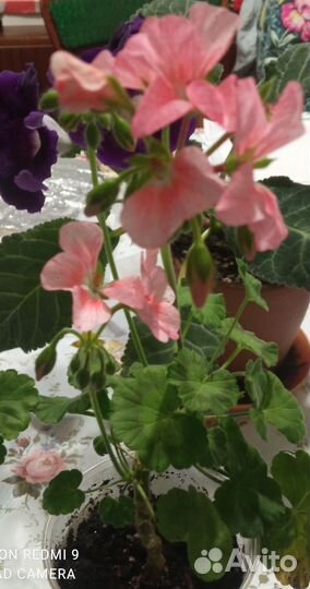 Пеларгония герань