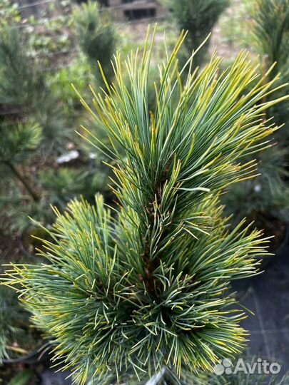 Сосна кедровая Ауреовариегата