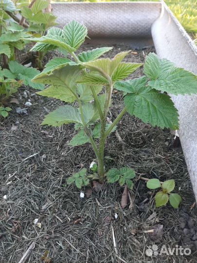 Саженцы малины