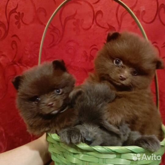 Щенки шпица