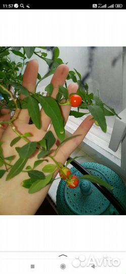 Паслён домашний (соланум)