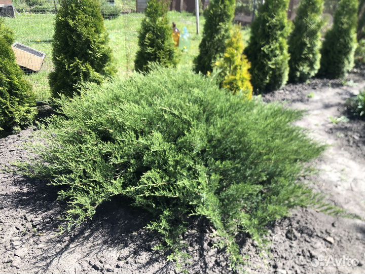 Саженцы можевельника