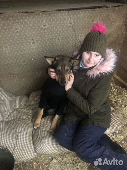 Собаки бесплатно