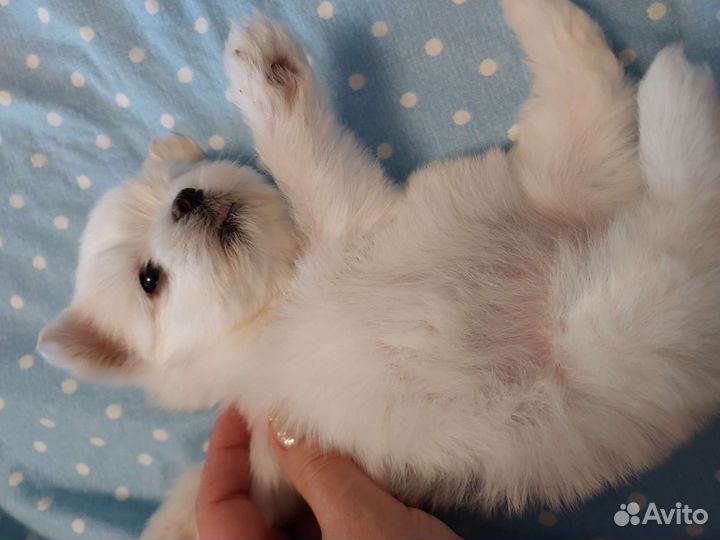 Мальчики и девочки мальтезе