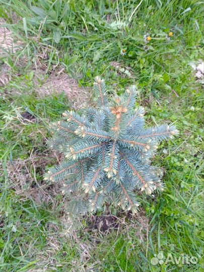 Ель голубая