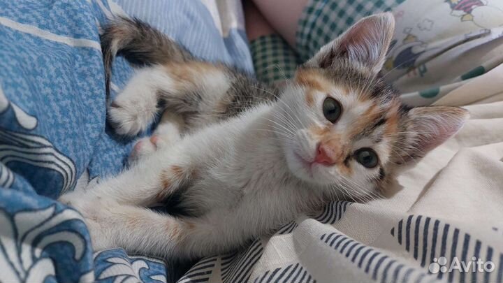 Кошки