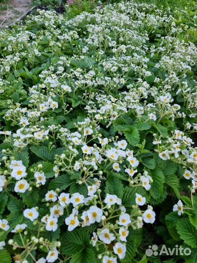 Виктория, клубника, земляника