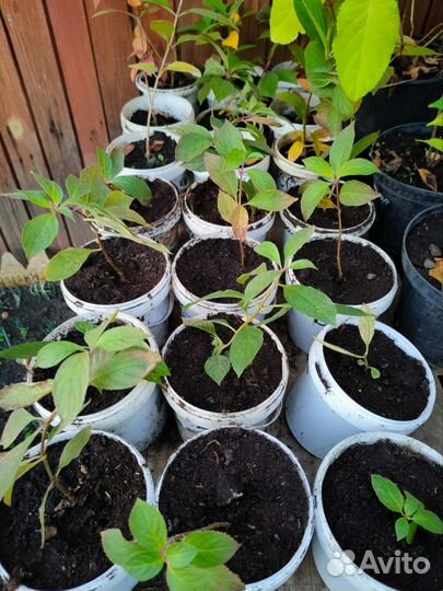 Гортензия саженцы