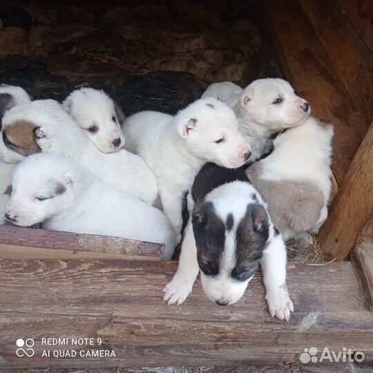 Щенки алабая