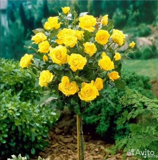 Розы на штамбе