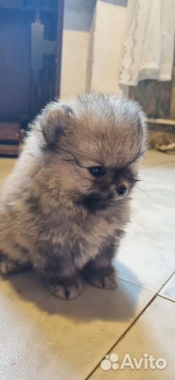 Щенки померанского шпица