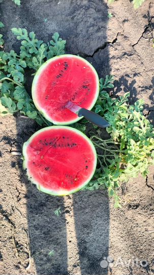 Арбуз с поля