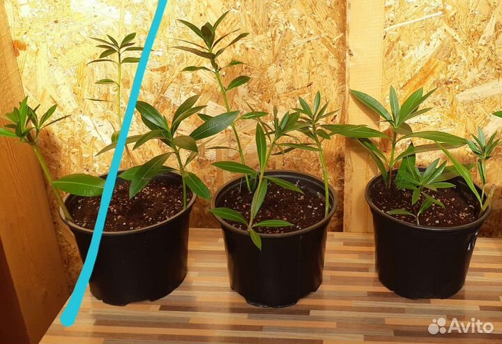 Олеандр махровый