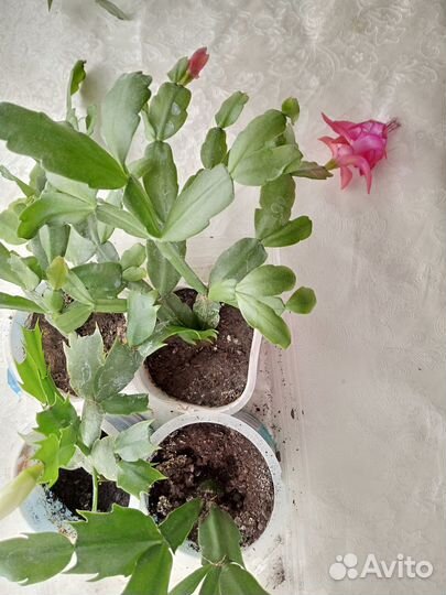 Цветок декабрист