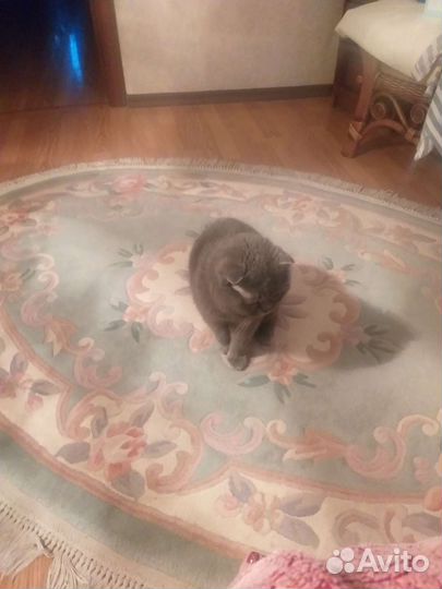 Британская кошка в дар