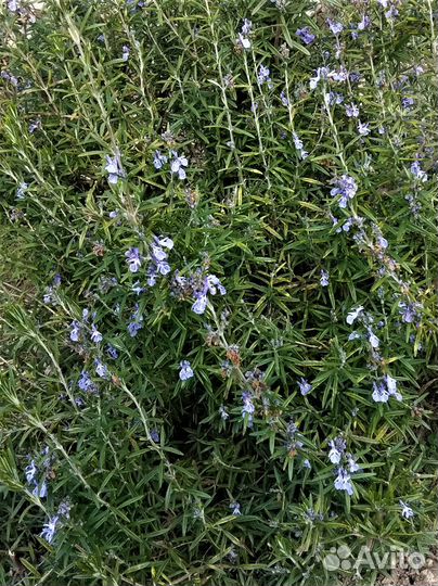 Розмарин. Куст. Продажа/обмен