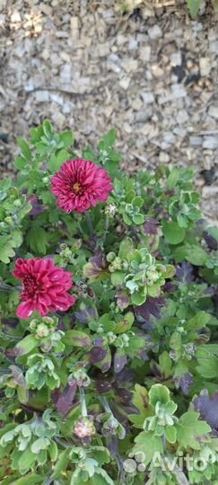 Хризантемы мультифлора