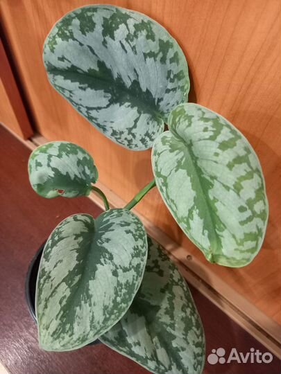 Комнатные растения,цветы,сциндапсус пиктус треби