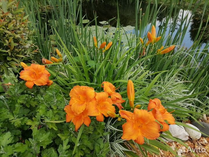 Лилейники сортовые в ассортименте