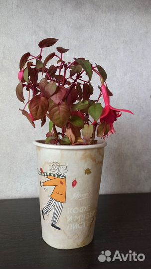 Фуксия Маринка