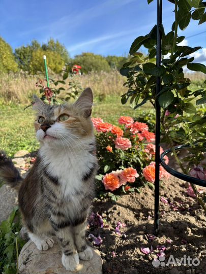 Кошечка ищет дом