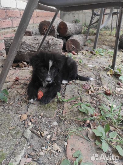 Щенки в добрые руки