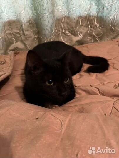 Котенок в дар