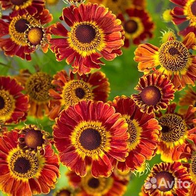 Гелениум Фуэго