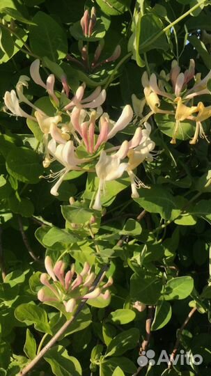 Жимолость ароматная каприфоль