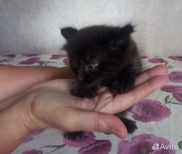 Котёнок бобтейл