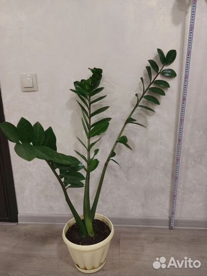 Замиокулькас