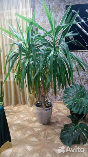 Комнатные растения цветы