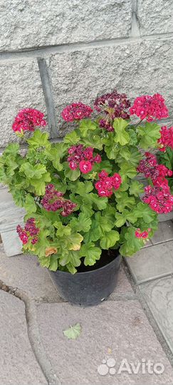 Пеларгония герань 150
