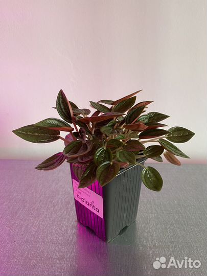 Пеперомия Росси (peperomia rosso)