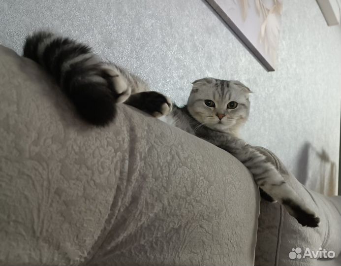 Шотландский вислоухий кот