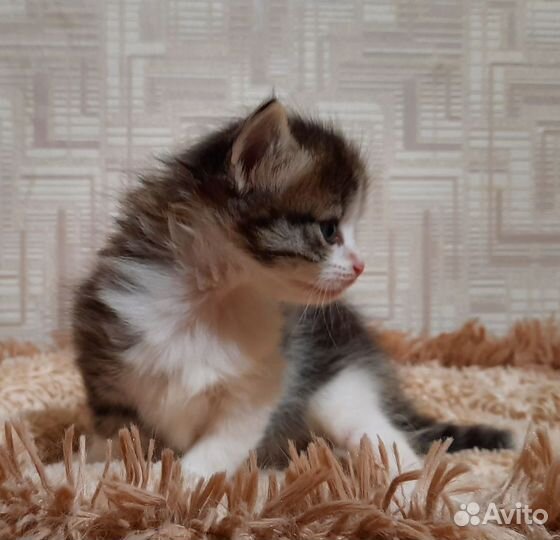Сибирские малыши
