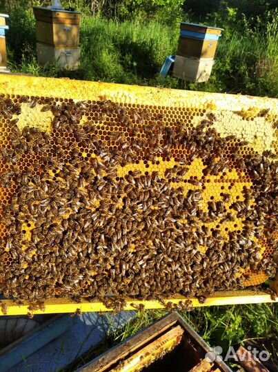 Пчелы (зимовалые пчелосемьи), пчелопакеты,отводки