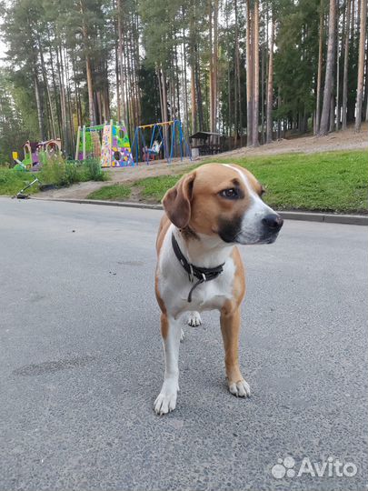 Собака в добрые руки