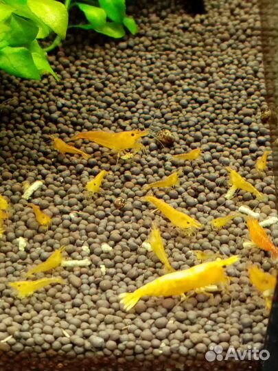 Креветки Вишня