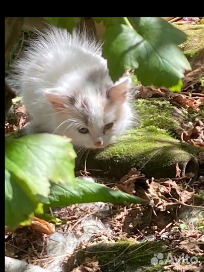 Котенок ищет дом
