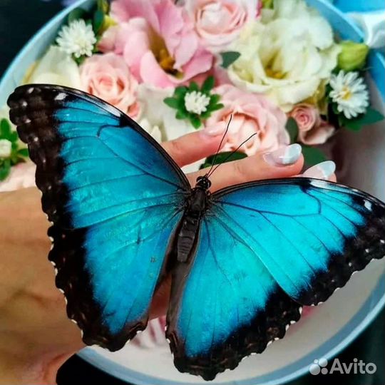 Композиция с живыми бабочками