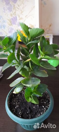 Цветы комнатные