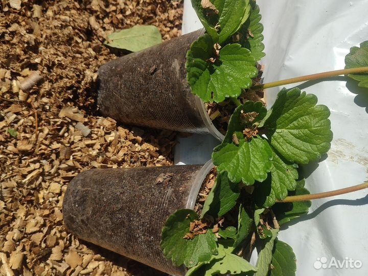 Рассада клубники