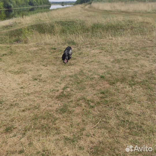 Русский спаниель вязка