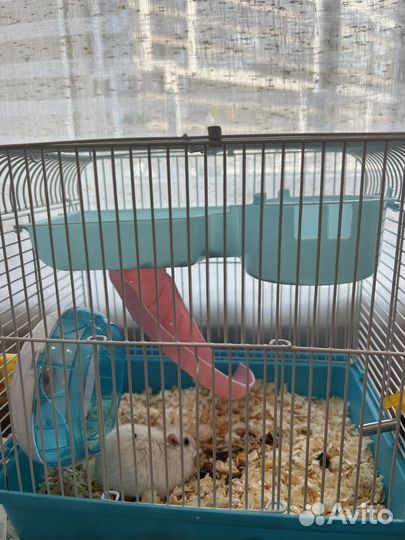 Хамяк с клеткой