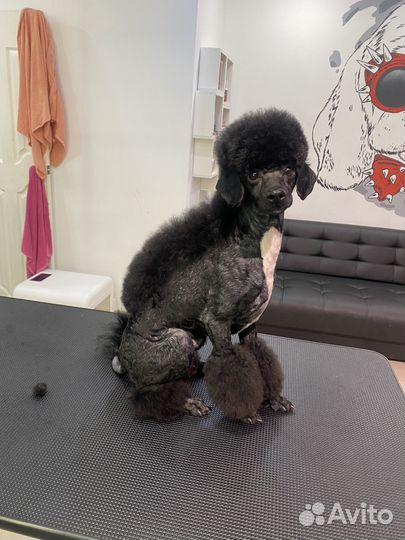 Услуги грумера