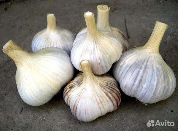 Чеснок озимый Добрыня и Любаша