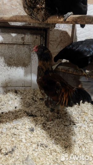 Петухи Амеркуана