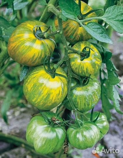 Семена коллекционных экзотических сортов томатов